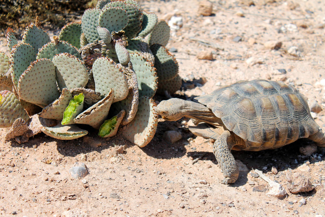 The new Mojave Max at his home at the Springs Preserve on Aug. 31, 2017. Springs Preserve