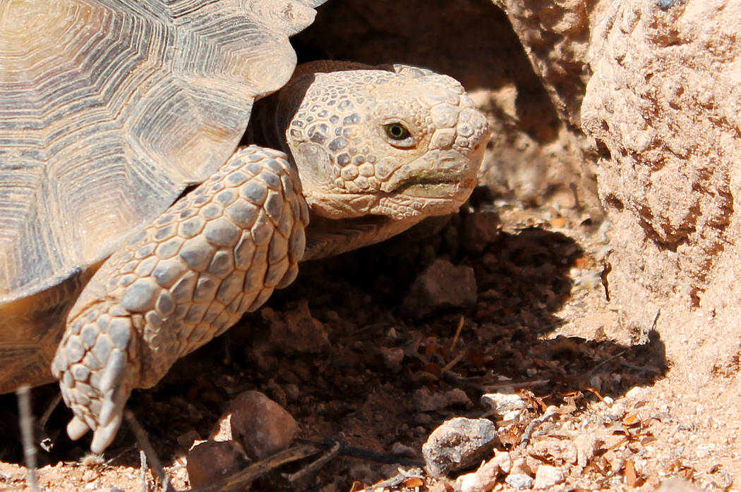 The new Mojave Max at his home at the Springs Preserve on Aug. 31, 2017. Springs Preserve