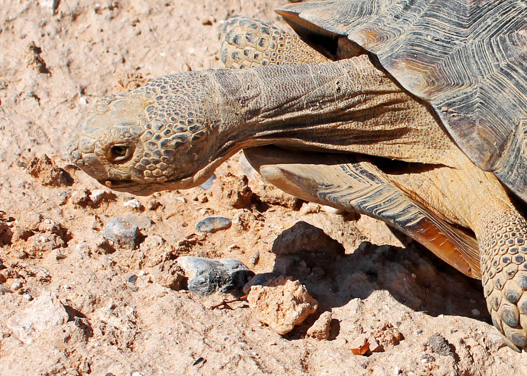 New Mojave Max is younger, more urban desert tortoise | Las Vegas Review-Journal New Mojave Max is younger, more urban desert tortoise | Las Vegas Review-Journal