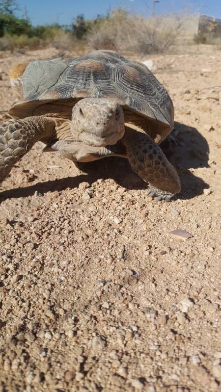 The new Mojave Max at his home at the Springs Preserve. Springs Preserve