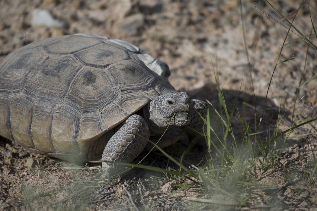 A female tortoise inside the Desert Tortoise Habitat at Springs Preserve in Las Vegas, Tuesday, ...