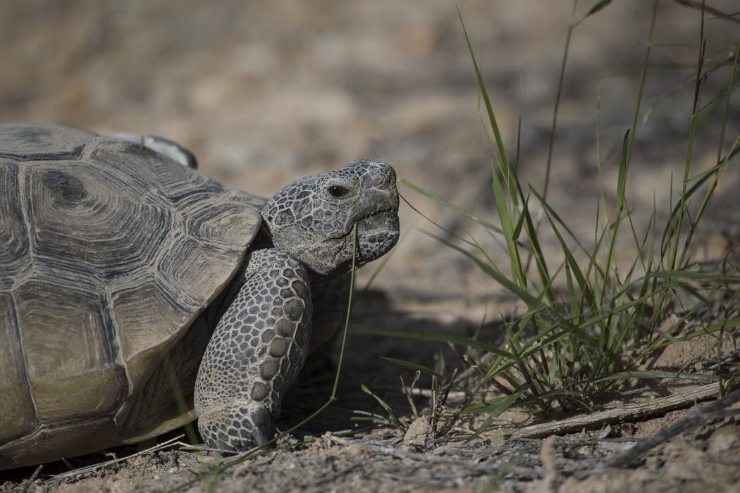 A female tortoise inside the Desert Tortoise Habitat at Springs Preserve in Las Vegas, Tuesday, ...