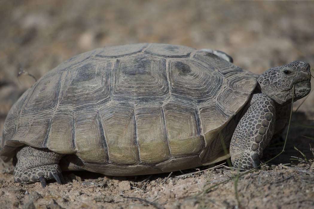 A female tortoise inside the Desert Tortoise Habitat at Springs Preserve in Las Vegas, Tuesday, ...