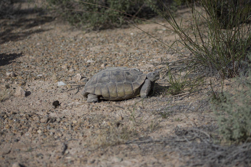 A female tortoise inside the Desert Tortoise Habitat at Springs Preserve in Las Vegas, Tuesday, ...
