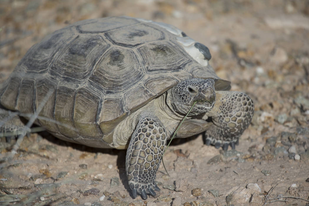 A female tortoise inside the Desert Tortoise Habitat at Springs Preserve in Las Vegas, Tuesday, ...