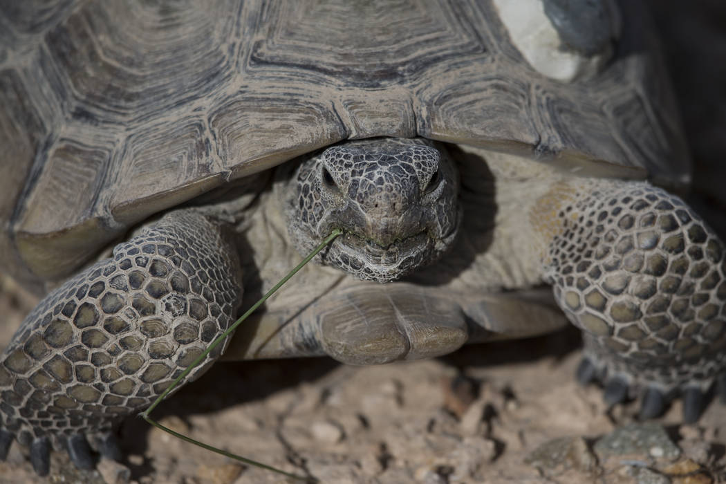 A female tortoise inside the Desert Tortoise Habitat at Springs Preserve in Las Vegas, Tuesday, ...