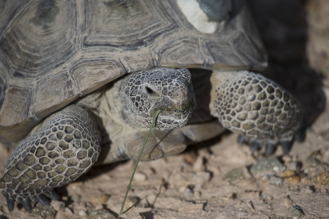 A female tortoise inside the Desert Tortoise Habitat at Springs Preserve in Las Vegas, Tuesday, ...