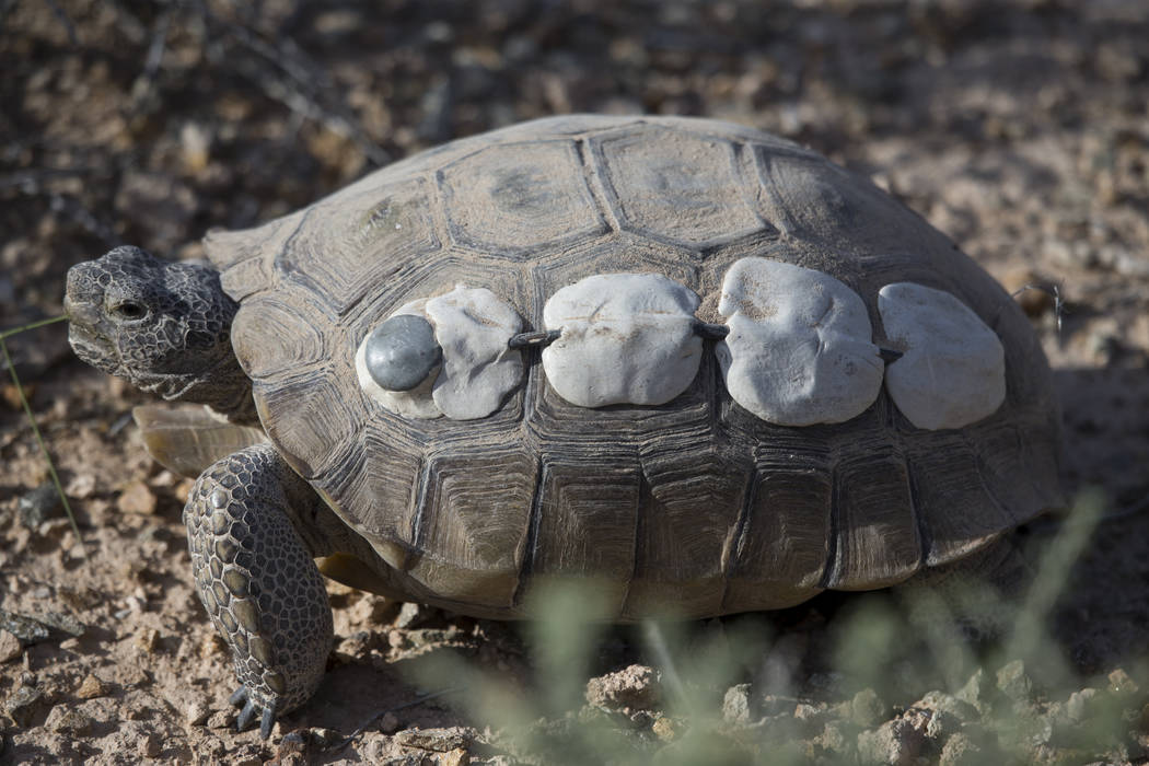 A female tortoise inside the Desert Tortoise Habitat at Springs Preserve in Las Vegas, Tuesday, ...