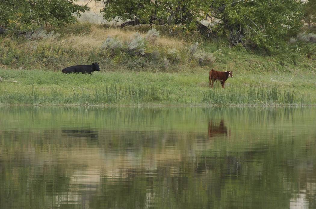 Cows graze Sept. 19, 2011, along a section of Missouri River that includes the Upper Missouri River Breaks National Monument near Fort Benton, Montana. (Matthew Brown/File, AP)