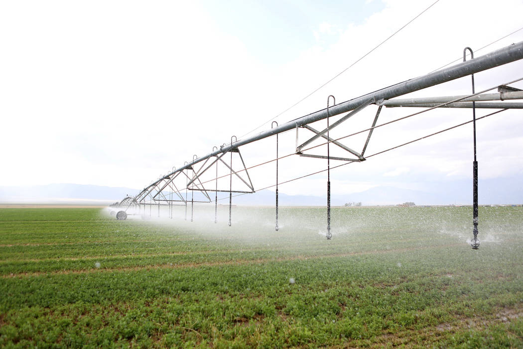 Central irrigation pivots water alfalfa on the Great Basin Ranch in Spring Valley, Monday, Aug. 7, 2017. Elizabeth Brumley Las Vegas Review-Journal