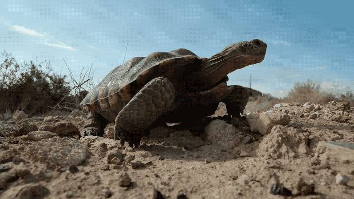 Image result for tortoise
