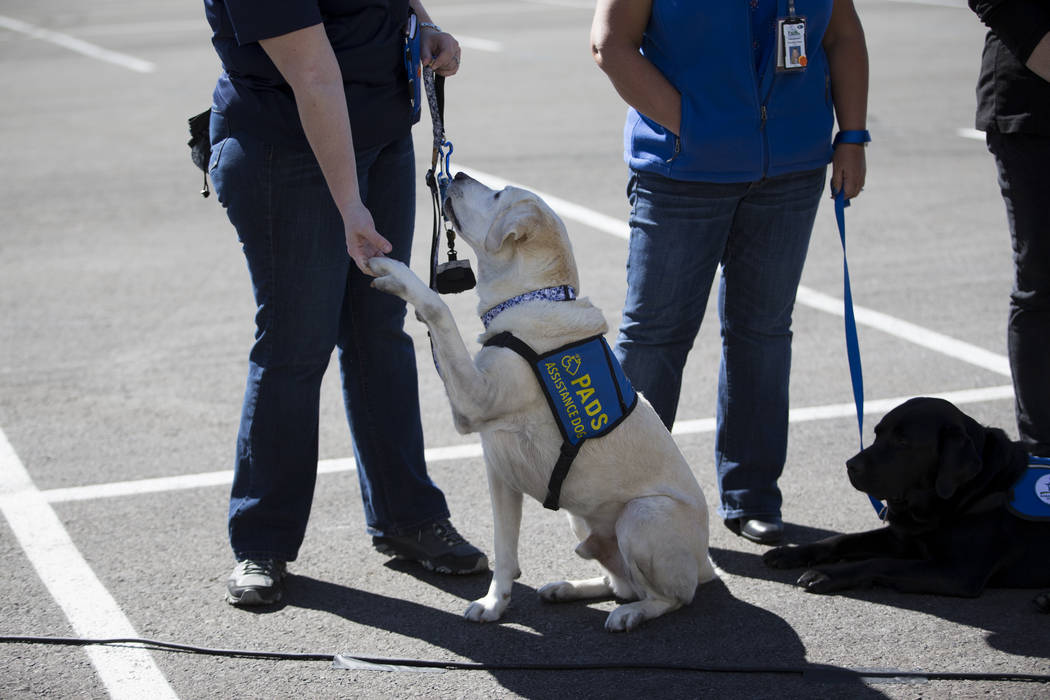 Certified facility dogs with their handlers attend a press conference addressing personal property and mental health care issues surrounding the Route 91 Festival mass shooting, at the old Riviera ...