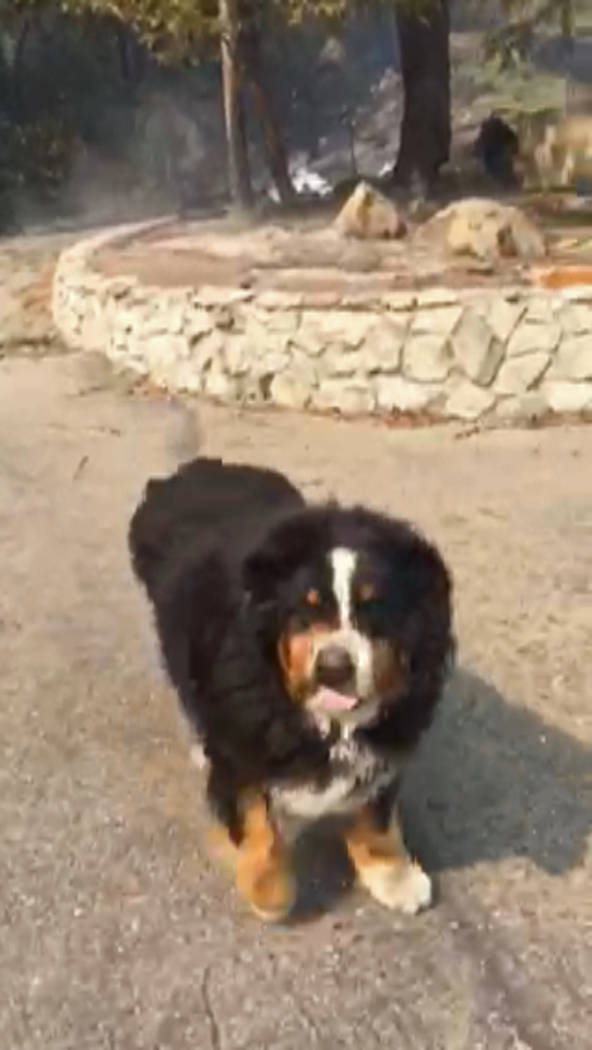 This Tuesday, Oct. 10, 2017, image taken from video and provided by Jack Weaver shows the family dog, "Izzy," who was stranded by a wildfire having run off to safety and returned to wait for her o ...