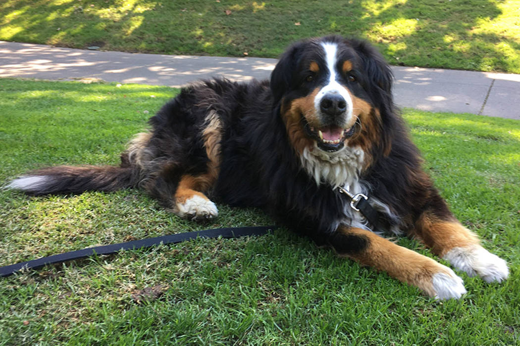 Izzy, a 9-year-old Bernese Mountain Dog who belongs to Jack Weaver's parents relaxes Saturday, Oct. 14, 2017, in Windsor, Calif. Weaver and his brother-in-law Patrick Widen were surprised to disco ...