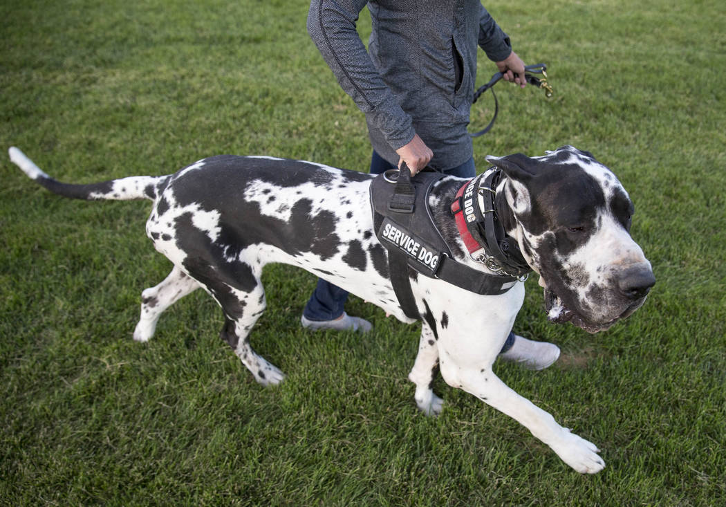 Club K9 owner and service dog trainer Susan Davis with her Great Dane Goomba during a visit to the Firefighters Memorial Park in Las Vegas on Tuesday, Oct. 17, 2017. Richard Brian Las Vegas Review ...