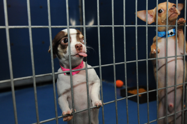 Rescued Chihuahuas are seen at Lied Animal Shelter in Las Vegas. (Erik Verduzco/Las Vegas Review/Journal)