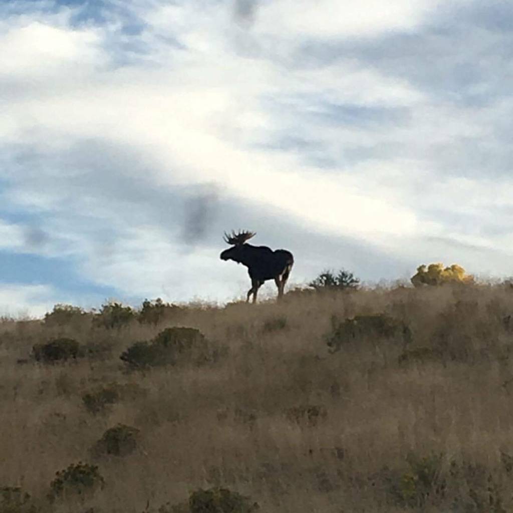 A bull moose roams the backcountry of Northern Nevada in 2016. Nevada Department of Wildlife