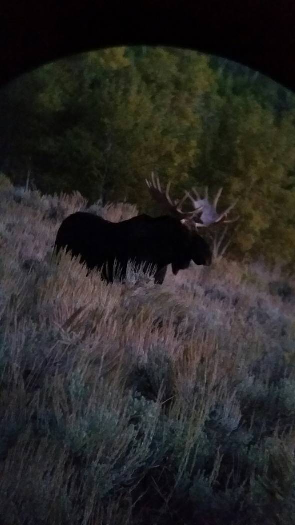 A bull moose photographed in Nevada in 2016. Nevada Department of Wildlife