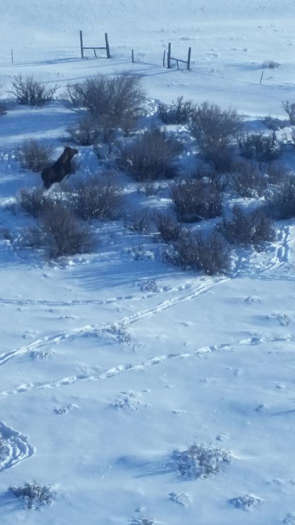 A moose walks through the snow in Northern Nevada early this year. Nevada Department of Wildlife