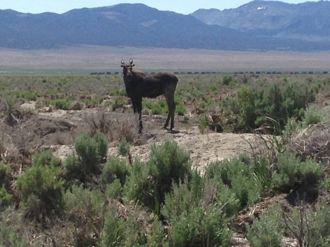 A moose looks out of place in the sage brush sea of Nevada, but wildlife officials say their numbers appear to be increasing. Nevada Department of Wildlife