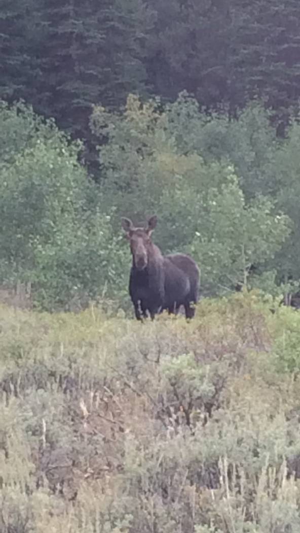 Moose are becoming an increasingly common site in northern Elko and Humboldt counties, where state wildlife officials say a resident population seems to be taking hold. Nevada Department of Wildlife