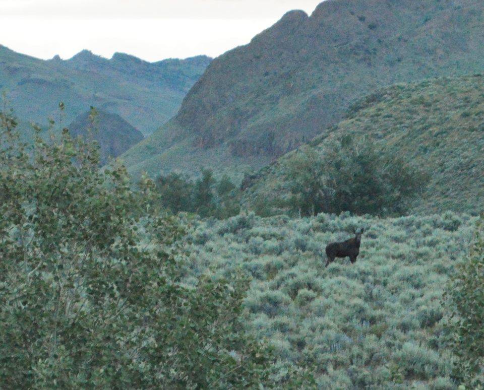 A moose browses near the Marys River in Elko County. Nevada Department of Wildlife