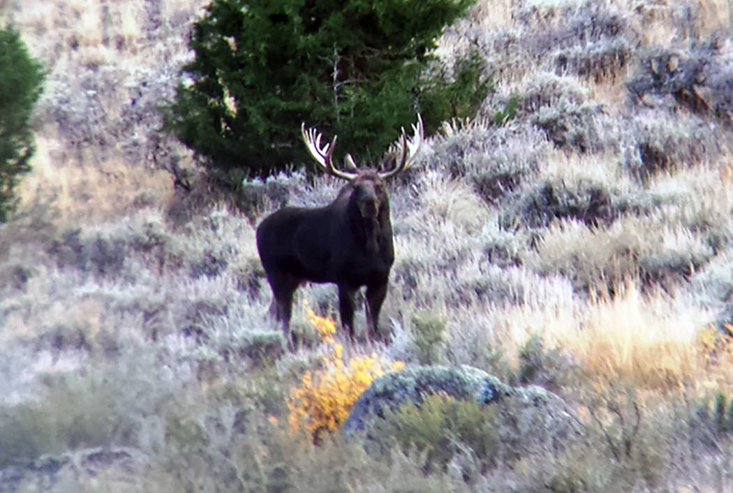 Moose sightings like this one are on the rise in Northern Nevada. (Nevada Department of Wildlife)