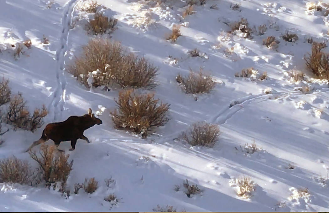 A screenshot from a video provided by Nevada Department of Wildlife shows  a moose runs through snowy North Nevada in footage shot from a helicopter in January. Nevada Department of Wildlife