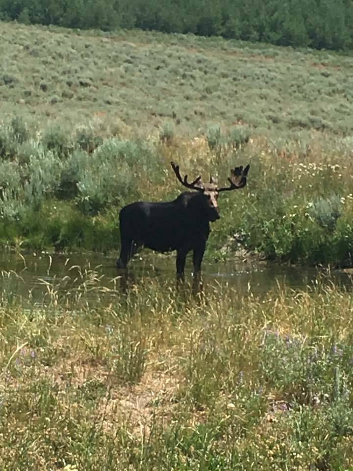 A bull moose stands in the water in Northern Nevada. Nevada Department of Wildlife