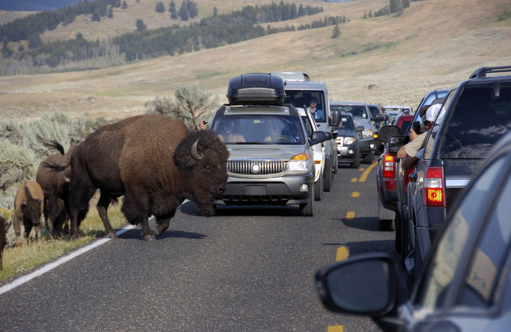 FILE - In this Aug. 3, 2016, file photo, a large bison blocks traffic as tourists take photos of the animals in the Lamar Valley of Yellowstone National Park in Wyo. The National Park Service is f ...
