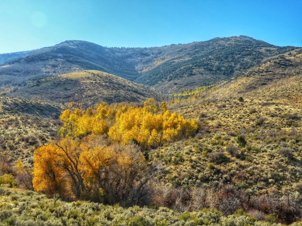 Fall leaves color the Ruby Mountains of Northern Nevada, where the U.S. Forest Service is studying whether 54,000 acres should be opened up for oil and gas exploration. Patrick Donnelly/Center for ...