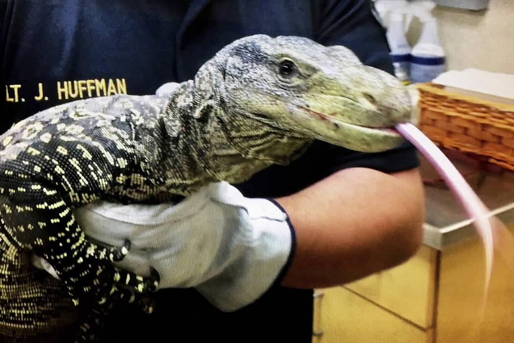 Monster' lizard is menacing a family in their backyard. Even