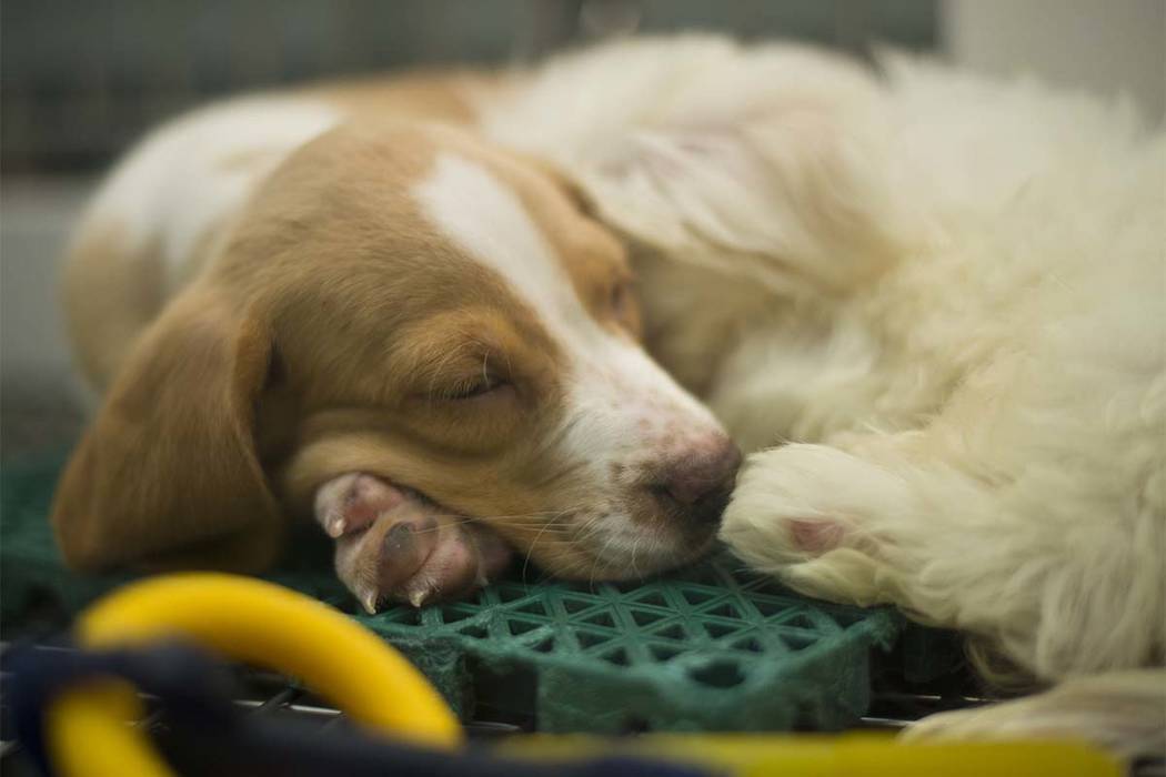 A puppy naps at Petland Las Vegas on Wednesday, Nov. 8, 2017. The store is one of two in the valley that would be affected by a ban on selling non-rescue dogs. Daniel Clark/Las Vegas Review-Journa ...