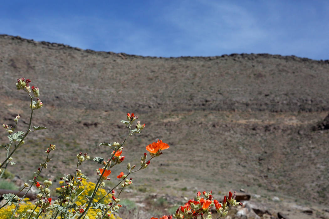 Wildflowers bloom on the west rim of Yucca Mountain on May 3, 2017.  Michael Quine/Las Vegas Review-Journal @Vegas88s