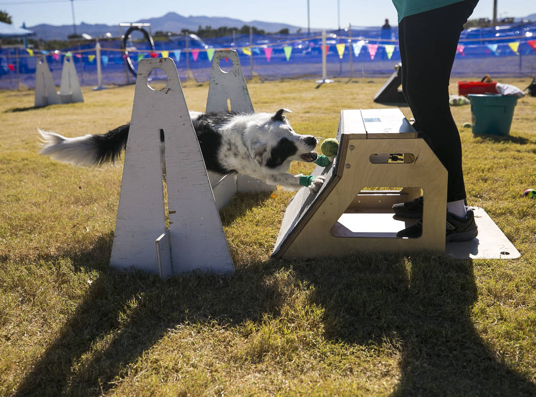 Five-year-old Trace, a border collie dog, retrieves his ball in a flyball relay demonstration during the Animal Foundationճ 5th Annual Fast and Furriest 5K event at Sunset Park in Las Vegas, ...