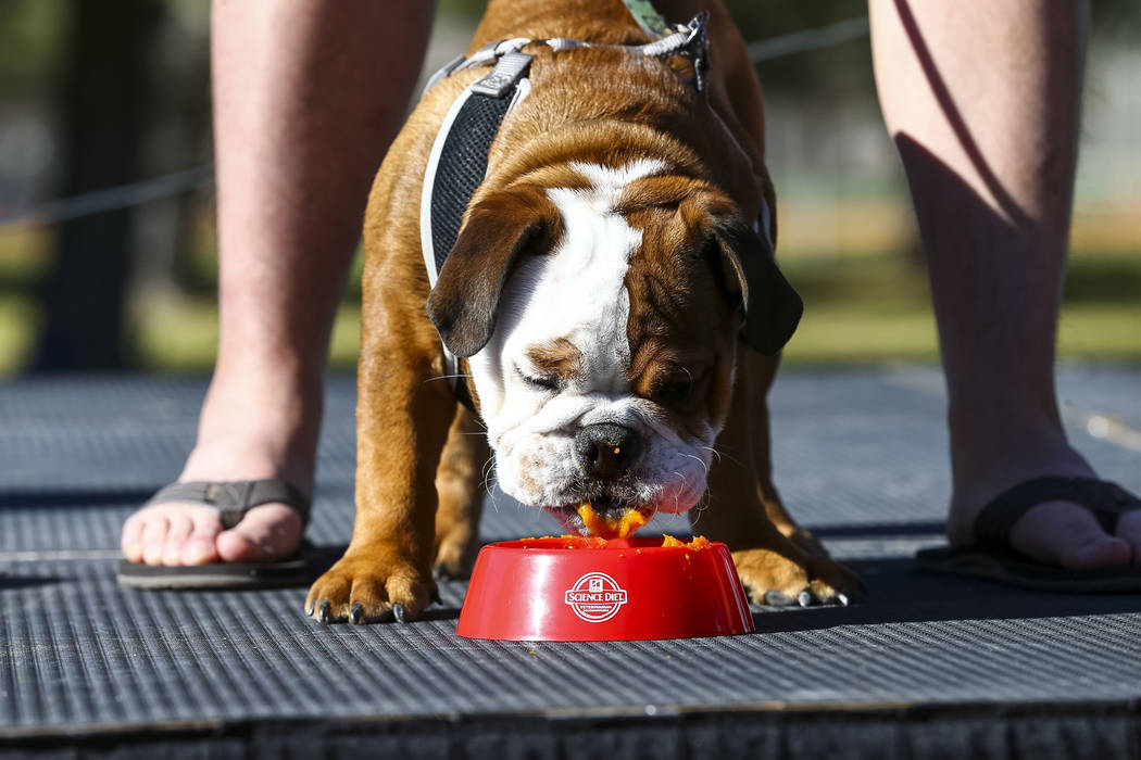 Four-month-old Buster, an English bulldog, takes part in a pumpkin eating contest during the Animal Foundationճ 5th Annual Fast and Furriest 5K event at Sunset Park in Las Vegas, Saturday, N ...