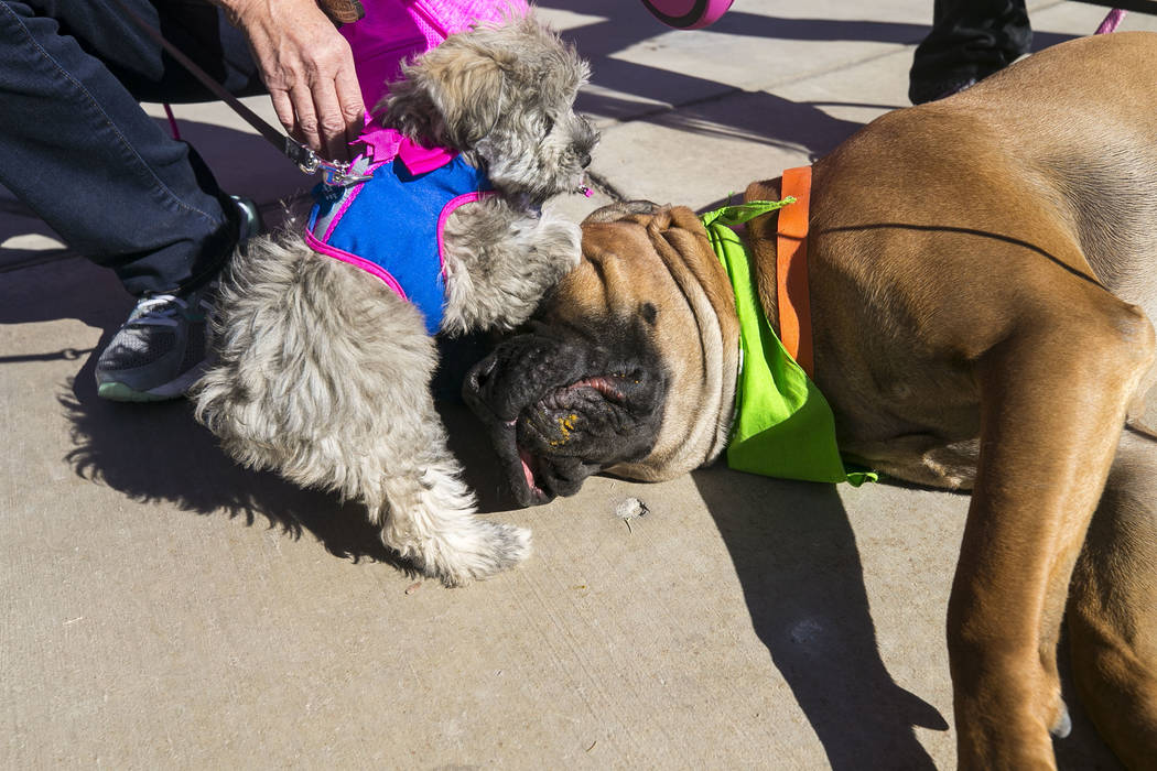 Ten-week-old Blue, left, a schnauzer dog, plays with fourteen-month-old London, a mastiff mix, during the Animal Foundationճ 5th Annual Fast and Furriest 5K event at Sunset Park in Las Vegas ...