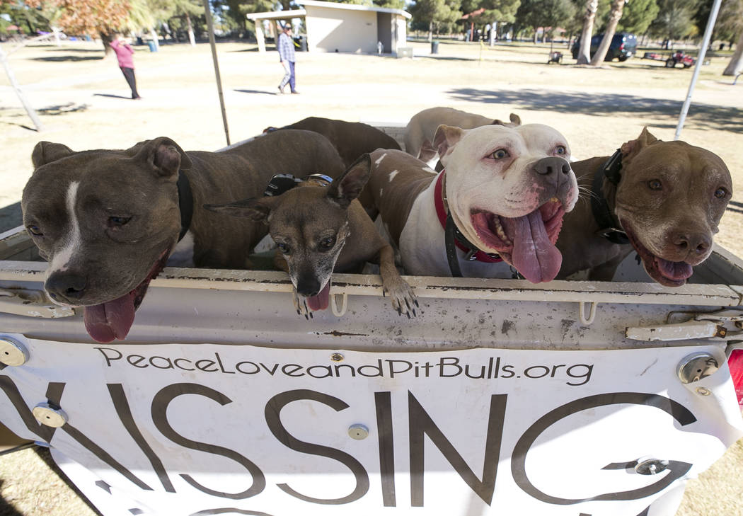 Dogs wait for a kisses at the Peace, Love and pit bulls kissing booth during the Animal Foundationճ 5th Annual Fast and Furriest 5K event at Sunset Park in Las Vegas, Saturday, Nov. 18, 2017 ...