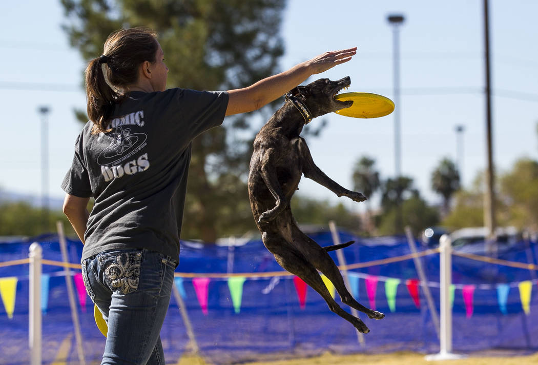 Jeni Rivett and Kraken, a whippet mix dog, perform a frisbee routine during the Animal Foundationճ 5th Annual Fast and Furriest 5K event at Sunset Park in Las Vegas, Saturday, Nov. 18, 2017. ...