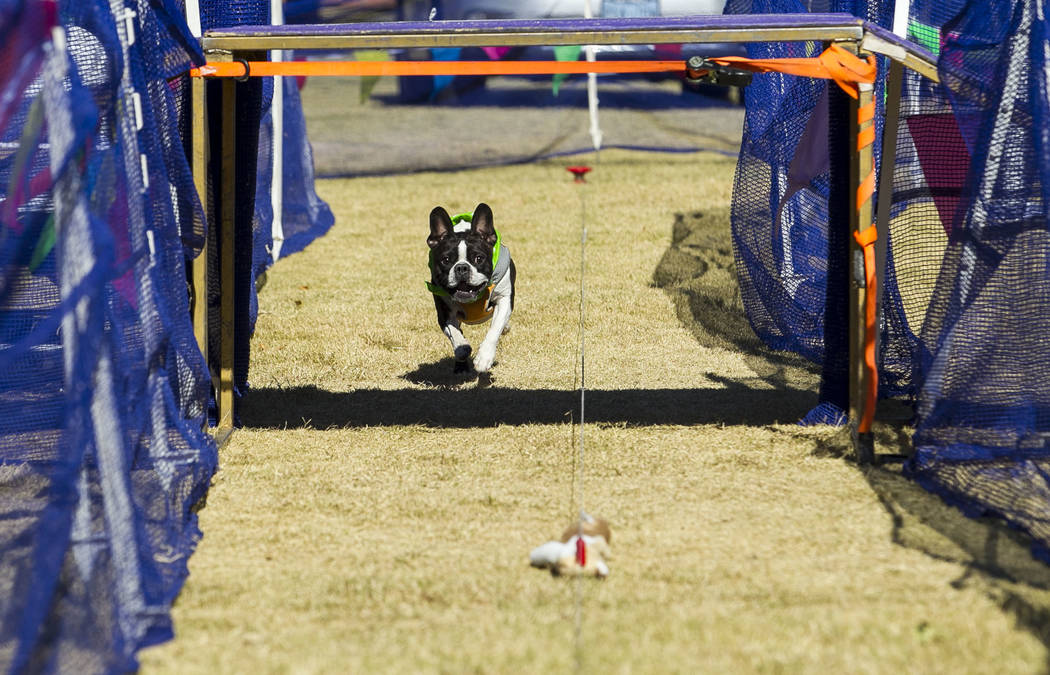 Drax, a French bulldog and Boston terrier mix, chases a toy in an obstacle course event during the Animal Foundationճ 5th Annual Fast and Furriest 5K event at Sunset Park in Las Vegas, Satur ...