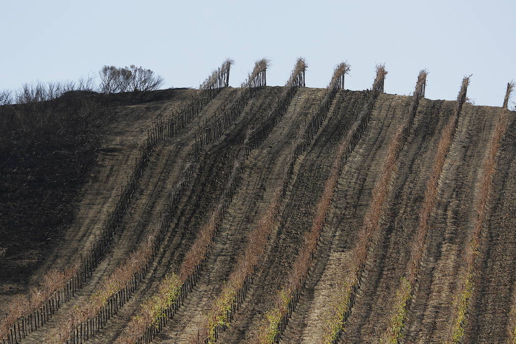 A partially burned vineyard is seen along Highway 121 in Sonoma, Calif., last month.  (AP Photo/Eric Risberg)