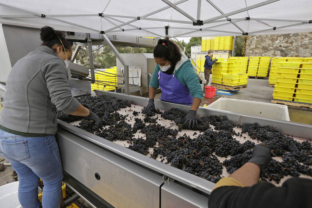 Women sort Cabernet Sauvignon grapes from Howell Mountain at the Cardinale winery in Oakville, Calif., last month.  (AP Photo/Eric Risberg)