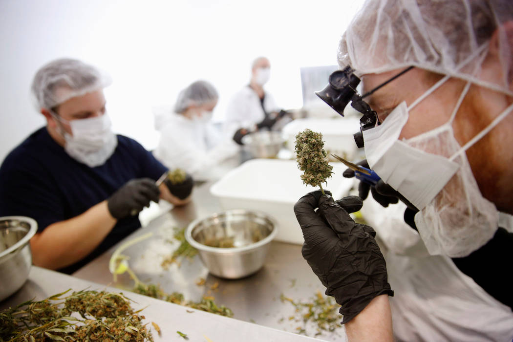 Director of Quality Assurance Thomas Shipley prunes dry marijuana buds before they are processed for shipping at Tweed Marijuana Inc  in Smith's Falls, Ontario, April 22, 2014.  (REUTERS/Blair Gab ...