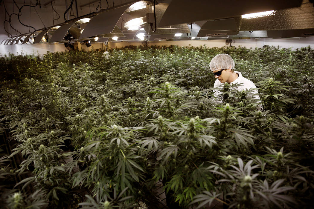 Master Grower Ryan Douglas waters marijuana plants in a growing room at Tweed Marijuana Inc in Smith's Falls, Ontario, February 20, 2014. (REUTERS/Blair Gable)