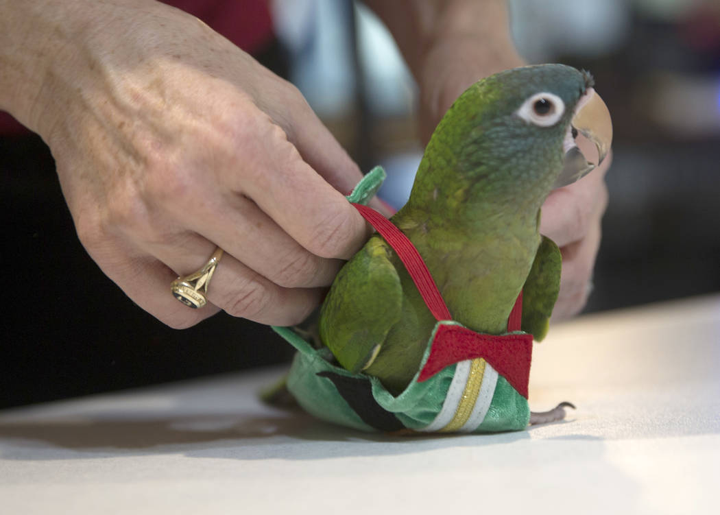 Bird Tricks for Owners - Avian Fashions