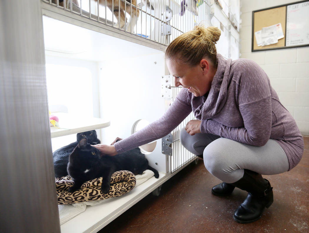 Manager of Noah's Animal House Gennifer Davenport visits with cat siblings that stay at Noah's Animal House in North Las Vegas on Tuesday, Nov. 21, 2017. Noah's Animal House is the pet shelter tha ...