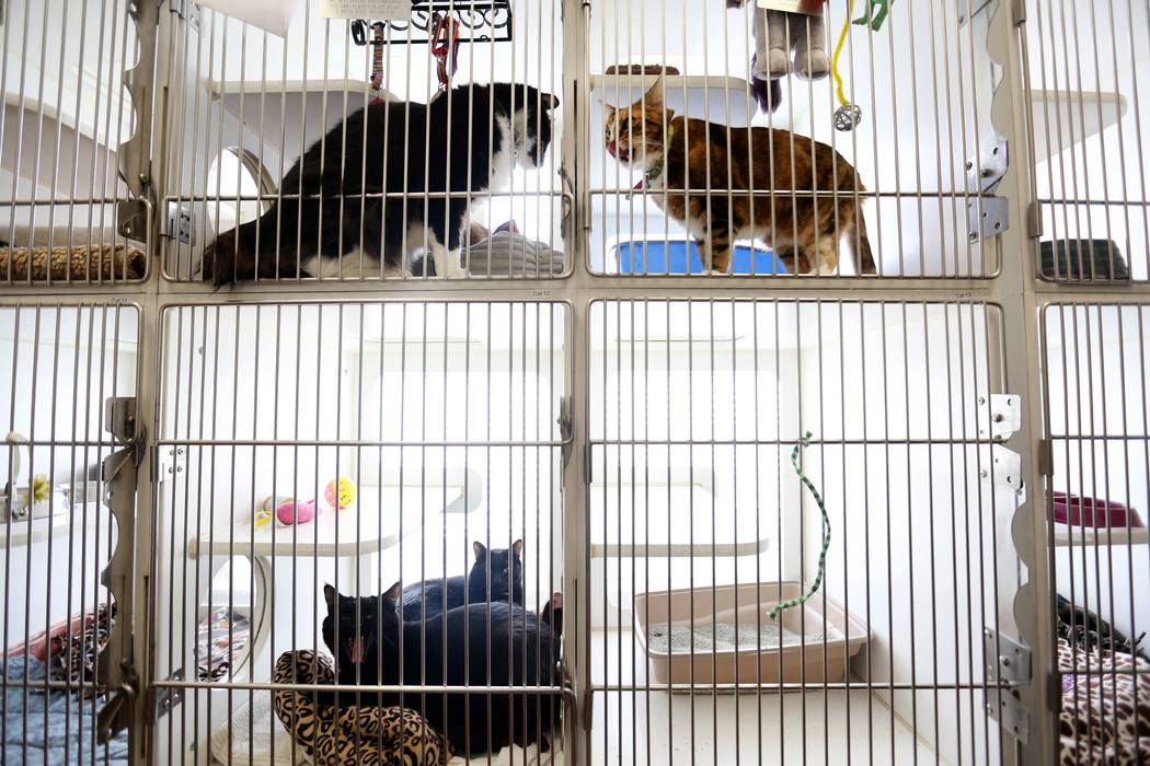 Cats staying at Noah's Animal House in North Las Vegas on Tuesday, Nov. 21, 2017. Noah's Animal House is the pet shelter that partners with The Shade Tree shelter for victims of domestic violence, ...
