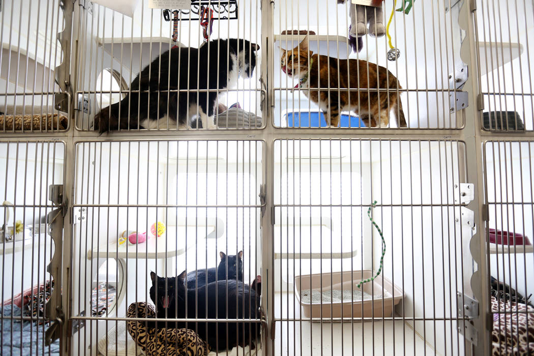 North Las Vegas shelter helps pets of domestic abuse victims | Las