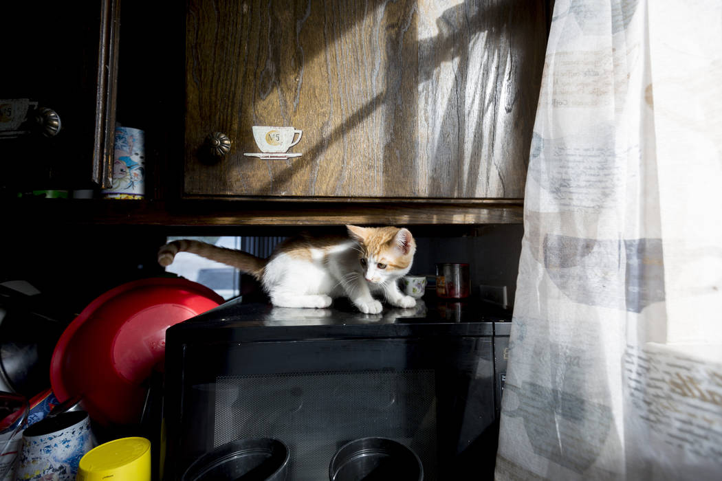 Elena Saccapilltio's foster kitten Alex plays in her kitchen in their home in Las Vegas on Tuesday, Nov. 21, 2017.  Elizabeth Brumley Las Vegas Review-Journal @EliPagePhoto