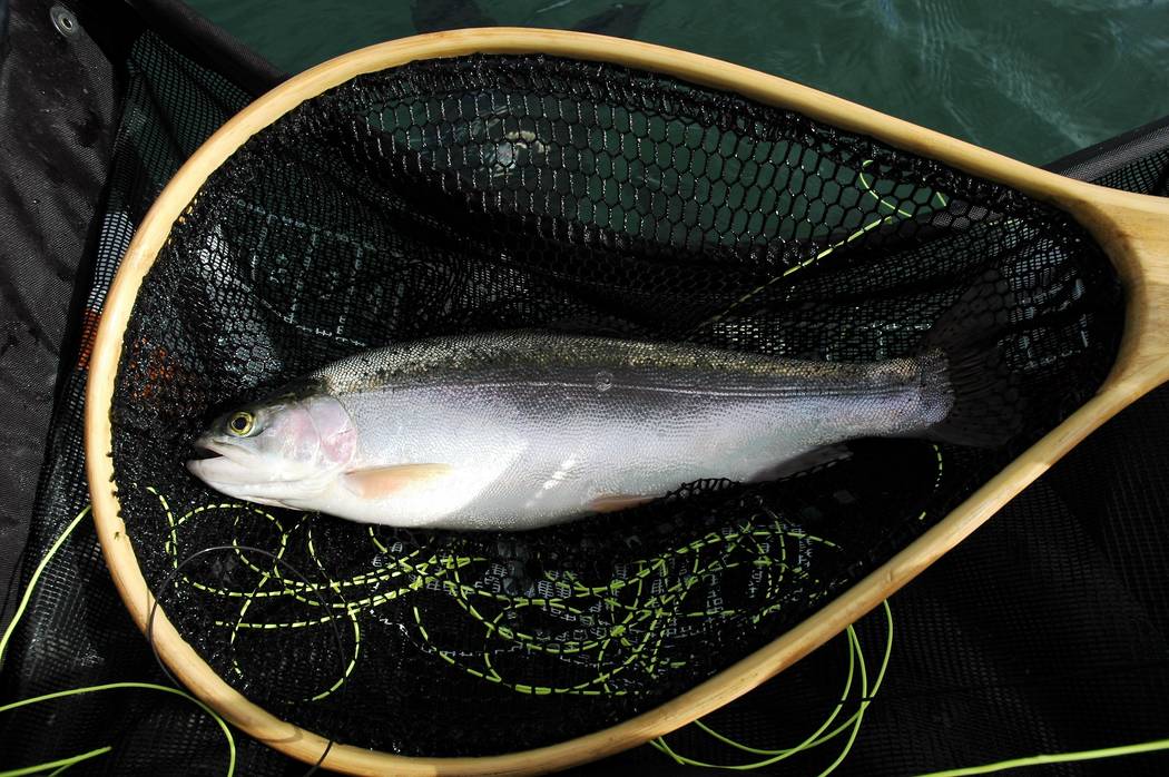 Teach kids how to fish at one of Las Vegas' urban ponds, In The Outdoors, Sports